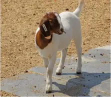  ??  ?? TOP LEFT:Gerald Calitz’s love for Boer goats motivated him to venture into stud breeding.