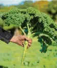  ?? Foto: dpa ?? Der Grünkohl ist vor allem im Norden Deutschlan­ds beliebt und sieht aus wie eine kleine Palme.