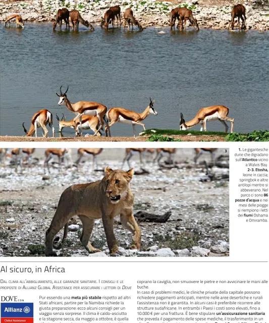  ??  ?? 1. Le gigantesch­e dune che digradano sull’Atlantico vicino a Walvis Bay.
2-3. Etosha, leone in caccia; springbok e altre antilopi mentre si abbeverano. Nel parco ci sono 86 pozze d’acqua e nei mesi delle piogge si riempiono i letti dei fiumi Oshama
e...