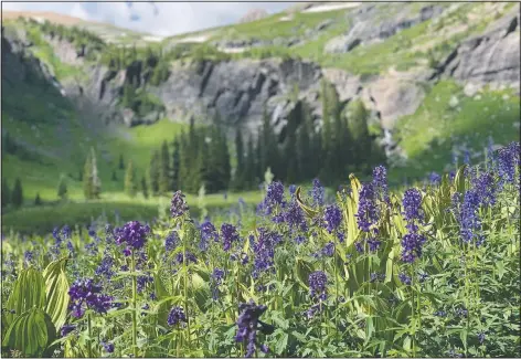  ?? (John Meyer/The Denver Post via AP) ?? Flowers bloom along the Ice Lakes Trail.