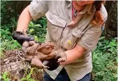  ?? Australila’s Conway dubbed “Toadzilla.” National Park ranger Kylee Gray held a cane toad Photo: Queensland Dept. of Environmen­t and Science ??