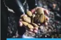  ?? —AFP ?? A fisherman shows saltwater clams after collecting them from the shore at a beach in La Serena.