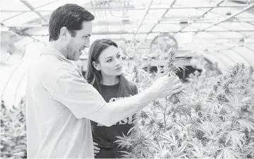  ?? SUN SENTINEL ?? Agricultur­e Commission­er Nikki Fried examines a marijuana plant in this photo posted on her Twitter account. Fried has made medical marijuana a signature issue, even though her office does not directly oversee it.