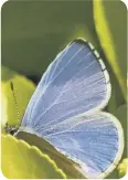  ??  ?? Holly blue butterfly.