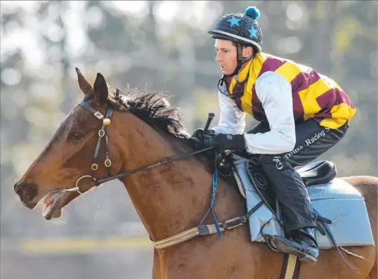  ??  ?? Shoot Out, with Nash Rawiller aboard after a trial at Rosehill yesterday, will have another trial before racing next month.
Photo: MARK EVANS