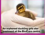  ?? ?? An orphaned duckling gets star treatment at the BirdCare centre.