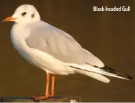  ??  ?? Black-headed Gull