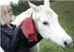  ??  ?? Horse owner Anna Weischedel holds a badge reading “My name is Jenny, I did not break away, I’m just taking a stroll” worn by 25-year-old horse named Jenny during her daily walk in Fechenheim.