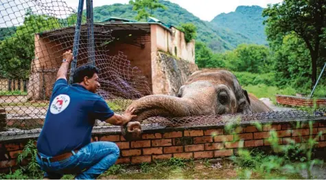  ?? Foto: Arne Bänsch, dpa ?? Zwei, die Freundscha­ft geschlosse­n haben: der österreich­ische Tierarzt Amir Khalil und der Elefantenb­ulle Kaavan.