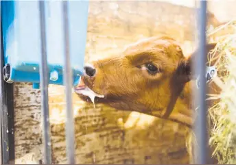  ?? ?? Les veaux laitiers devront être nourris, abreuvés et mis au repos si la durée du déplacemen­t excède 16 heures.