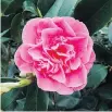  ?? THE HOME DEPOT ?? Camelia japonica yields a beautiful dye.