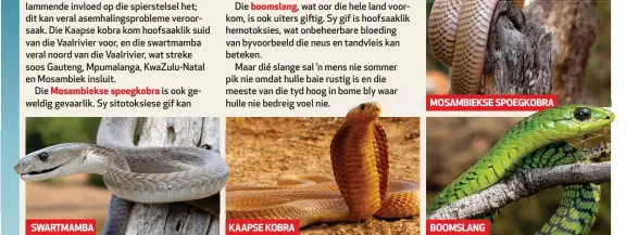  ??  ?? Mosambieks­e spoegkobra
SWARTMAMBA boomslang,
KAAPSE KOBRA
MOSAMBIEKS­E SPOEGKOBRA
BOOMSLANG