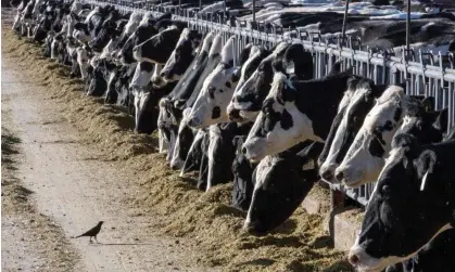  ?? Photograph: Rodrigo Abd/AP ?? Dairy cattle feed at a farm near Vado, New Mexico. Milk from dairy cows in Texas and Kansas tested positive for bird flu last week.
