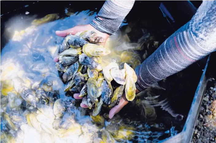  ?? JEANNINA CORDERO ?? El cultivo de ostras se ha convertido en una alternativ­a económica a la pesca tradiciona­l para comunidade­s ubicadas en los golfos de Nicoya y Dulce.