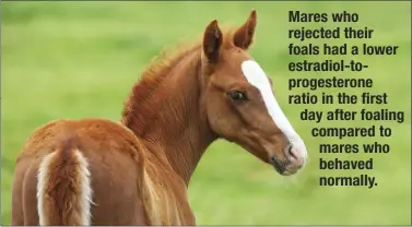  ??  ?? Mares who rejected their foals had a lower estradiol-to-progestero­ne ratio in the first day after foaling compared to mares who behaved normally.