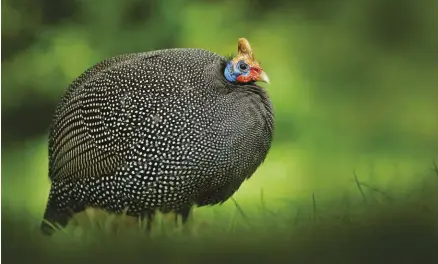  ??  ?? Guinea hens usually start laying in early spring and may continue until early fall, laying nearly 100 or more eggs a year.