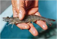  ??  ?? In LaCoste, southwest of San Antonio, the company seeks to fulfill the needs of metropolit­an areas that are teeming with markets clamoring for chemicalfr­ee, neverfroze­n shrimp.