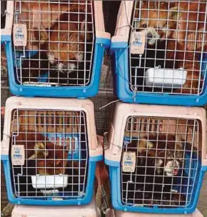  ?? AFP PIC ?? The red pandas that were rescued by non-government­al organisati­on Free the Bears in Laos.