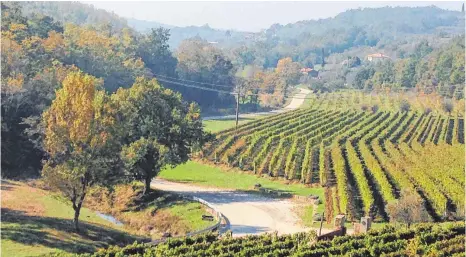  ?? FOTOS: HÜTTENHOFE­R ?? Blick vom Weingut Kozlovic zwischen Merisze und Momjan nahe der slowenisch­en Grenze.