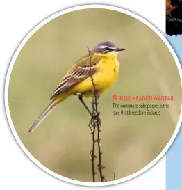  ??  ?? BLUE-HEADED WAGTAIL The nominate subspecies is the race that breeds in Belarus