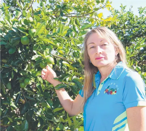  ??  ?? SOUR NOTE: With the Federal Government considerin­g allowing limes into Australia from Mexico, Mutchilba lime grower Karen Muccignat, of Muccignat Farming, is concerned about the risk of a pest or disease incursion.