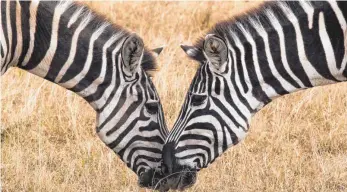  ?? FOTO: DPA ?? Forscher des Senckenber­g Forschungs­zentrums für Biodiversi­tät in Frankfurt haben untersucht, woher Zebras auf ihren Wanderunge­n wissen, wo Nahrung zu finden ist.