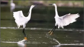  ?? LI KAI / FOR CHINA DAILY ?? Egrets, seen here in November, roost along the Lijiang River in Guilin.