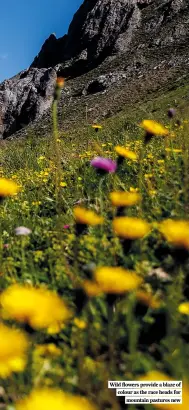  ?? ?? Wild flowers provide a blaze of colour as the race heads for mountain pastures new