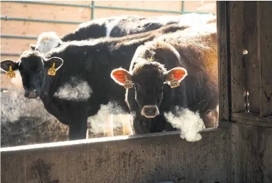  ?? LUCAS OLENIUK/TORONTO STAR FILE PHOTO ?? Michelle Henry’s “Milked” feature sparked a reaction from readers arguing for and against the idea that it’s worth it to pay extra for milk produced by cows at organic farms, such as these animals at Lizton Acres organic dairy in Puslinch, Ont.