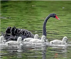  ?? PHOTO: DAVID HALLETT/STUFF ?? Black swans were introduced from Australia in the 1860s and the species is distinct from an ancient and extinct New Zealand black swan, dubbed ‘‘pouwa’’.