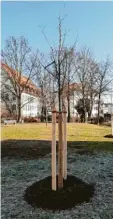  ??  ?? Die Bäume wurden als Ersatz für einen Apfelbaum gepflanzt.