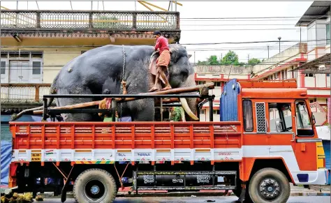  ?? REUTERS ?? An elephant is chained as he is transferre­d on a truck for the annual temple festival in Kochi on Wednesday.