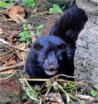  ?? Pic: Matt Cooper ?? A ‘smiley’ mink was spotted on the River Avon in Bradford-on-avon on August 25