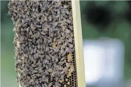  ?? MICHELE C. HADDON Bucks County Courier Times ?? A new survey indicates America’s beekeepers lost nearly half of their managed honeybee hives last year.