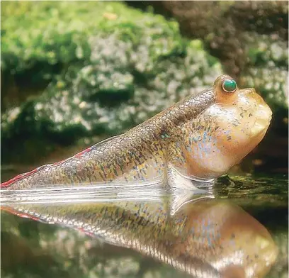 ?? LA RAZÓN ?? Periophtha­lmus es un género de peces conocidos como peces del fango o saltarines de fango