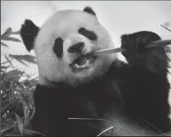  ?? PEGGY PEATTIE/SAN DIEGO UNION-TRIBUNE FILE PHOTOGRAPH ?? Gao Gao the panda at the San Diego Zoo in 2013. The eldest of three giant pandas at the facility, Gao Gao left Tuesday to return to China, where he was born, concluding a long-term loan.