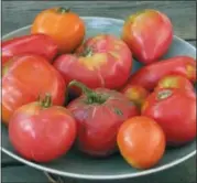  ?? LEE REICH VIA AP ?? This undated photo shows a plate of heirloom tomatoes grown and harvested in New Paltz, N.Y. Tomato was once considered an aphrodisia­c; whether or not this is true, these fruits are truly tasty.