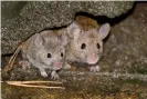  ?? ?? The Farallon Islands are home to what ecologists have called a ‘plague-level infestatio­n’ of mice. Photograph: Paul Broadbent/ Alamy