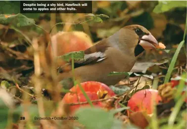  ??  ?? Despite being a shy bird, Hawfinch will come to apples and other fruits.