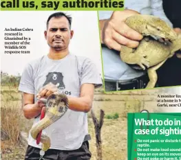  ?? ?? An Indian Cobra rescued in Ghaziabad by a member of the Wildlife SOS response team