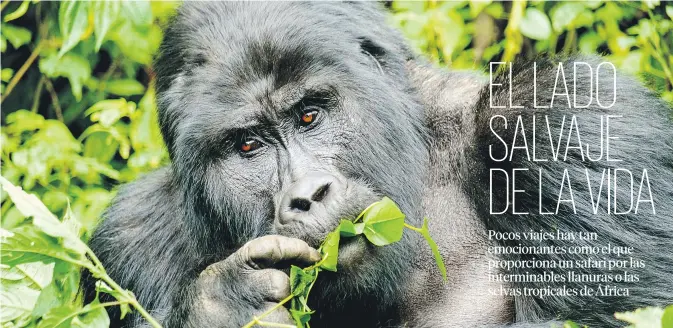  ?? ISTOCK ?? Gorila de espalda plateada en Uganda. Estos animales en peligro de extinción habitan en los rincones más densos de las selvas tropicales ysu avistamien­to está garantizad­o.