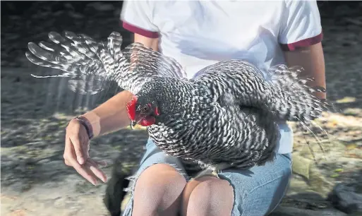  ?? RICHARD LAUTENS/TORONTO STAR ?? Star food writer Amy Pataki keeps chickens in her backyard. Julep is her gentlest chicken.