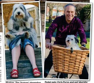  ??  ?? Illusion: The ‘human’ sheepdog Pedal pals: Chris Porsz and pet Murphy