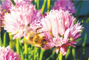  ?? Dean Fosdick / Associated Press ?? Containeri­zed chive blossoms, above, and on rosemary, below, attract bees in a yard near Langley, Wash. Gardeners are opting for more herbs in their yards for culinary use but also to attract pollinator­s.