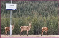  ?? Picture (left): PA Wire ?? The West Highland Line is one of the world’s most scenic railway journeys, and crosses the Glenfinnan Viaduct, made famous by the Harry Potter movies