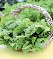  ?? LYNDA HALLINAN/STUFF ?? The ‘‘Medley’’ mix of spinach (from Kings Seeds) is designed for baby leaf production, but you can let them grow into full-sized plants. Sow every fortnight for a constant supply of greens.