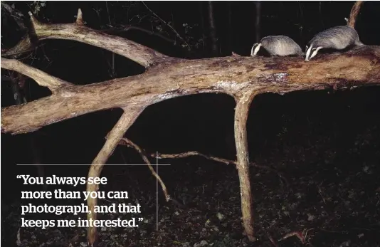  ??  ?? Top: Laurie had noticed badgers shuffling along a dead tree “hoovering up” slugs and various insects, and so he lay in wait to capture this behaviour.