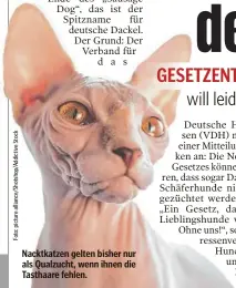  ?? ?? Nacktkatze­n gelten bisher nur als Qualzucht, wenn ihnen die Tasthaare fehlen.