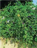  ??  ?? Blue Ternate grown is robust and floriferou­s, fertilized with Carol’s special organic fertilizer.