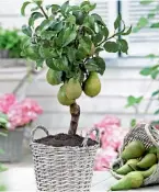  ??  ?? Pomi fructiferi miniatural­i perfecți pentru spații mici, dar foarte roditori, găsești pe www.gradinabak­ker.ro
